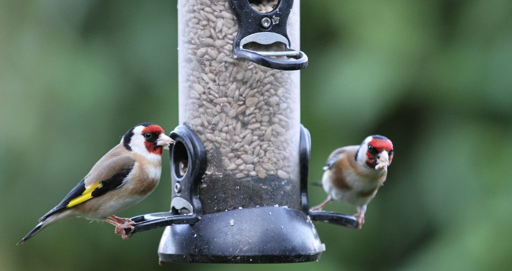 Ark Wildlife bird feeder