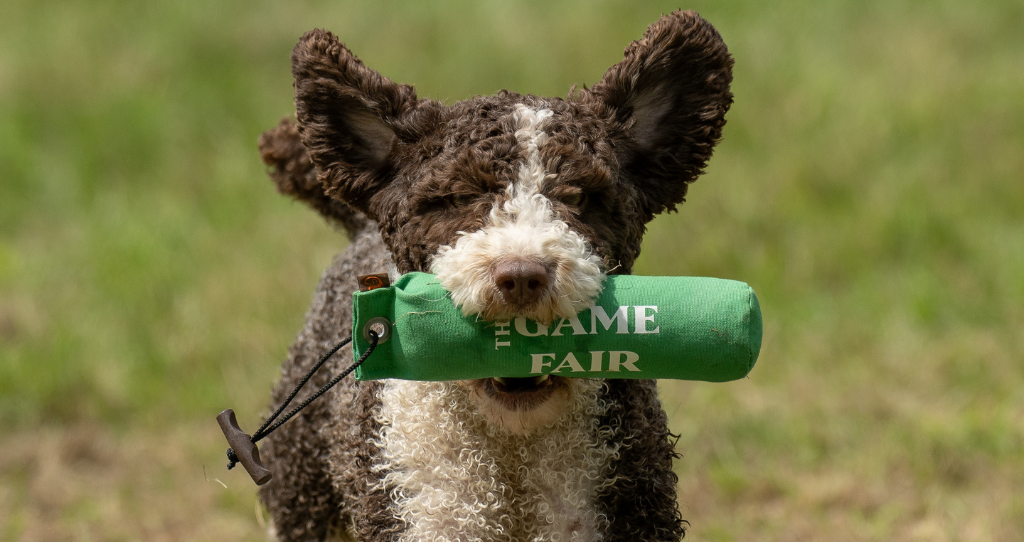 Dog carrying a pack at The Game Fair