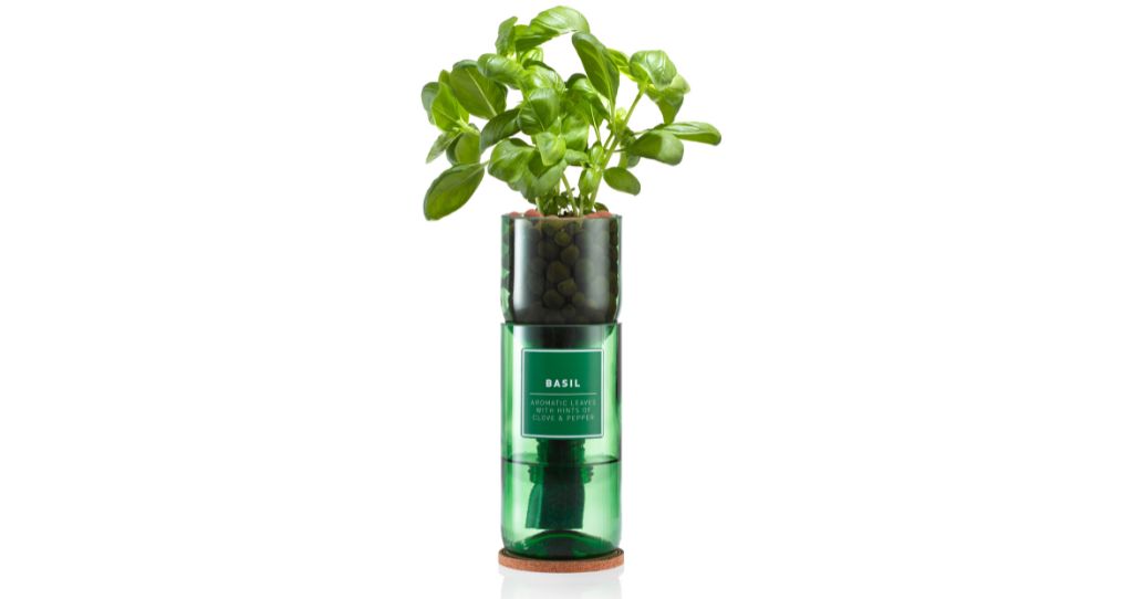 Hydro Herb Basil growing kit